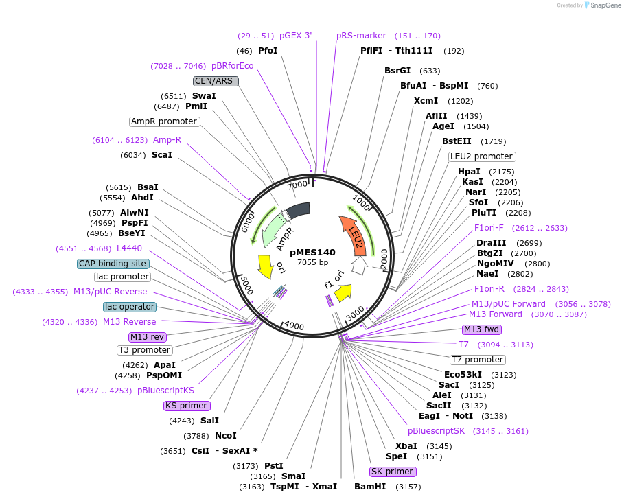 71849-plasmid-map-sequence-id-133982