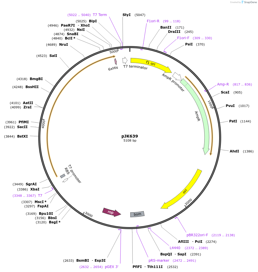 72398-plasmid-map-sequence-id-133991