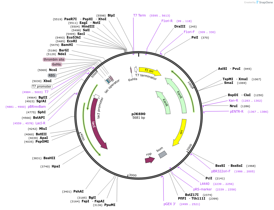 72380-plasmid-map-sequence-id-134002