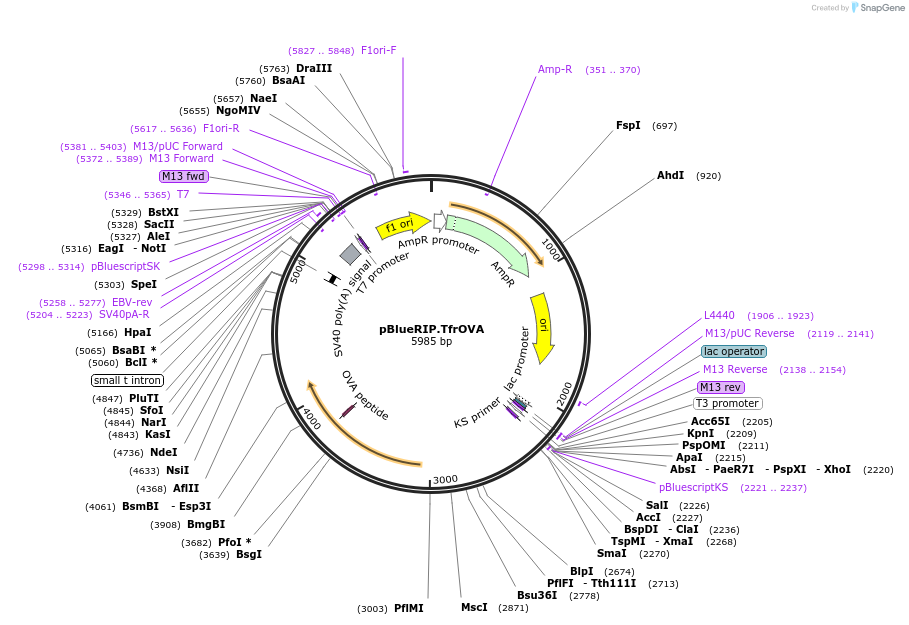 69596-plasmid-map-sequence-id-134005