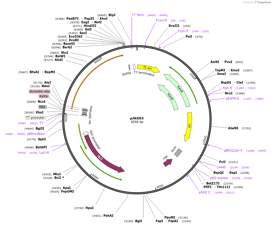 72382-plasmid-map-sequence-id-134008