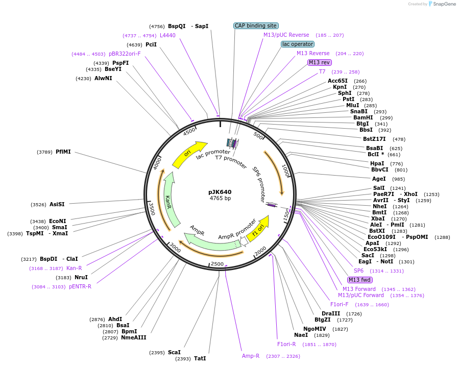 72467-plasmid-map-sequence-id-134013
