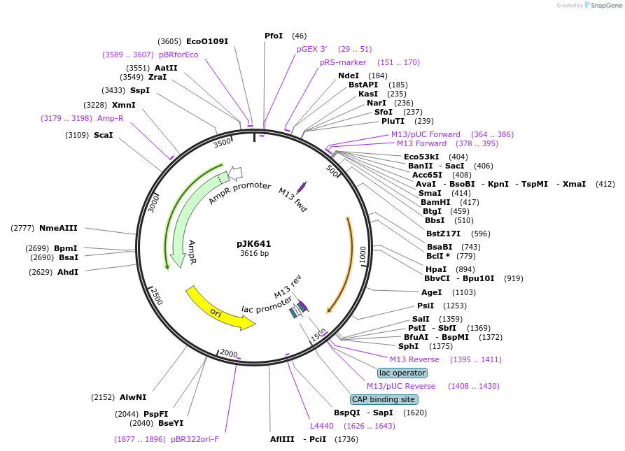72468-plasmid-map-sequence-id-134015
