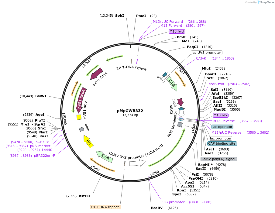 68660-plasmid-map-sequence-id-134025