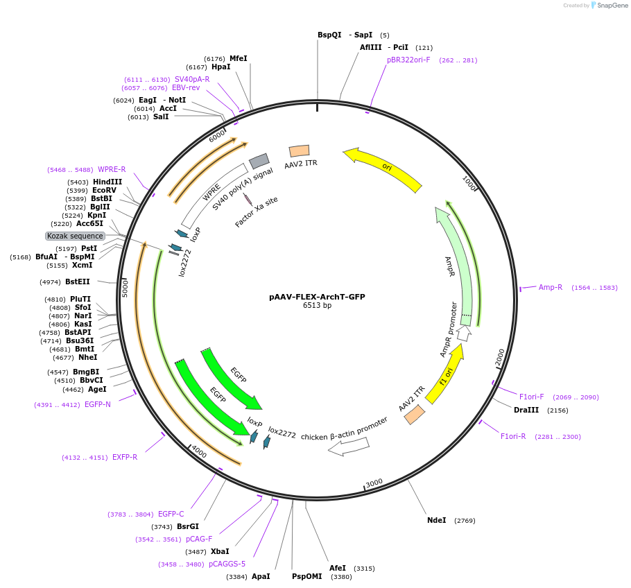 28307-plasmid-map-sequence-id-13406