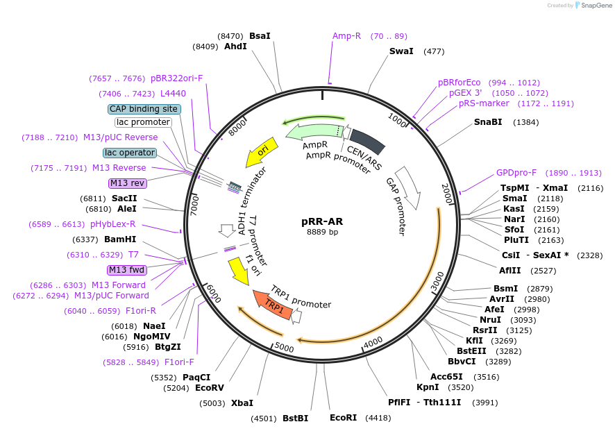 73045-plasmid-map-sequence-id-134099