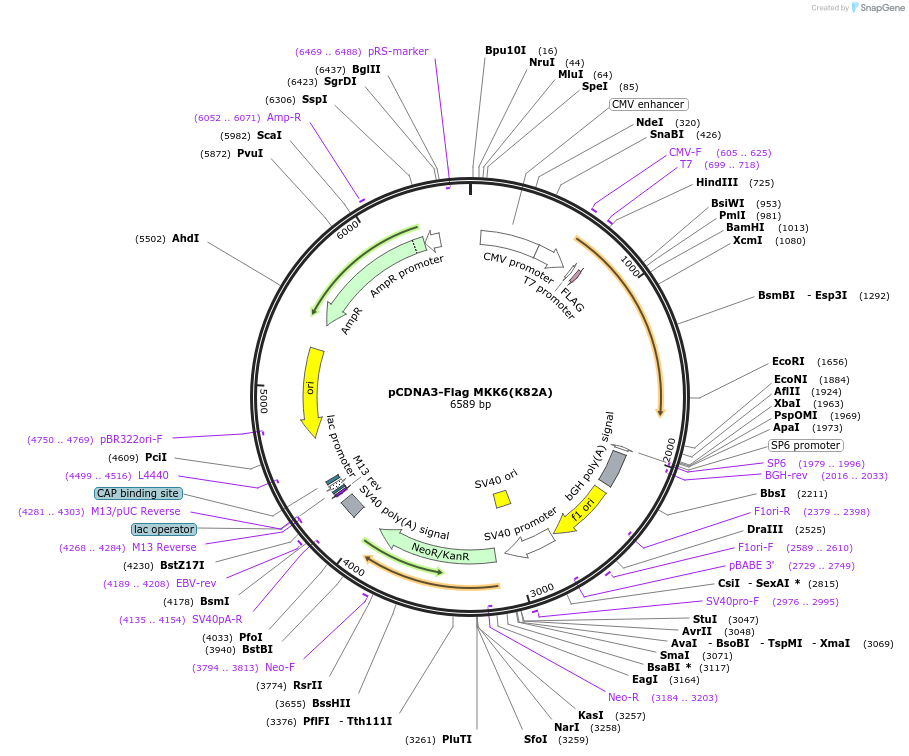 13519-plasmid-map-sequence-id-134165