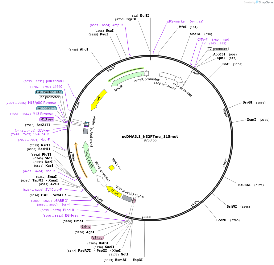 73077-plasmid-map-sequence-id-134218