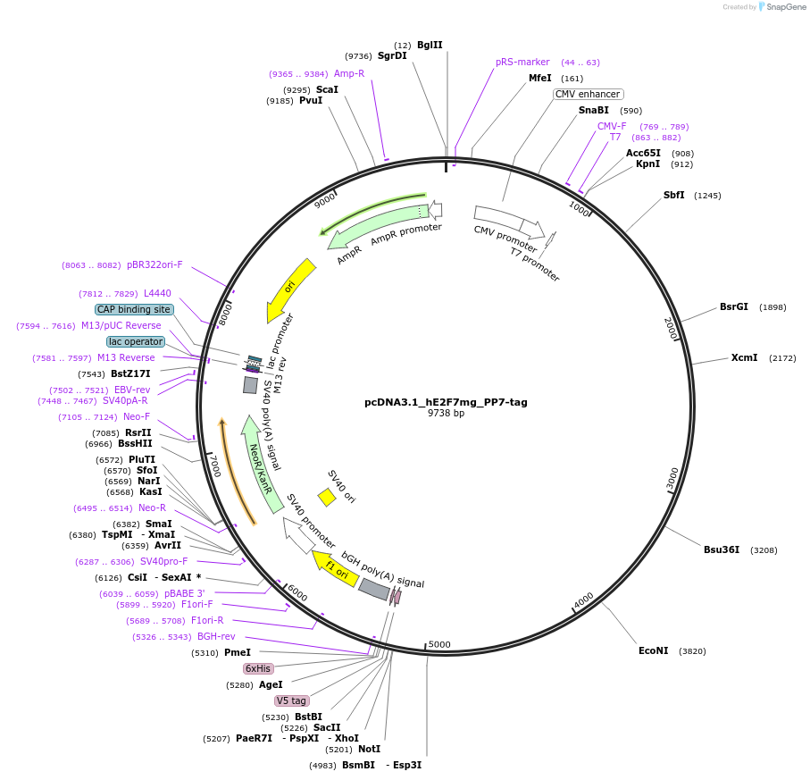 73078-plasmid-map-sequence-id-134219
