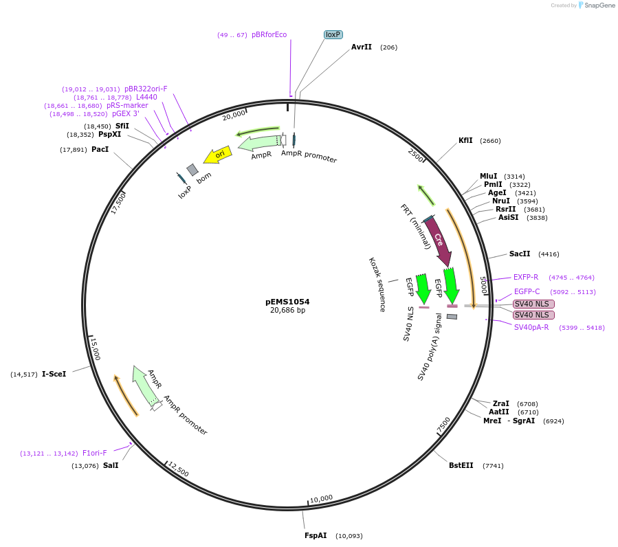 29006-plasmid-map-sequence-id-13422