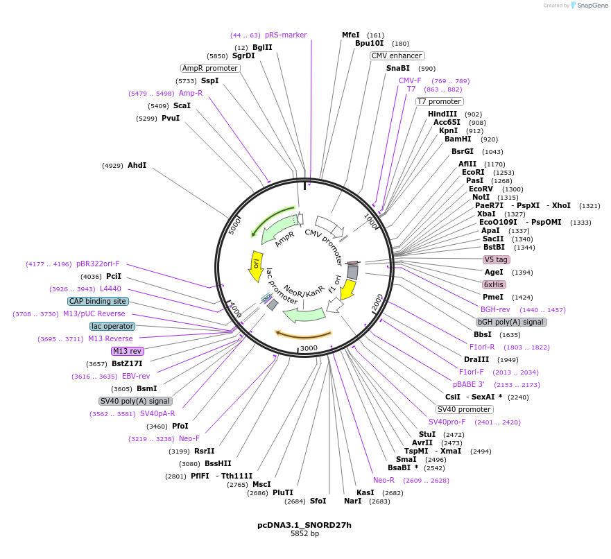 73066-plasmid-map-sequence-id-134221