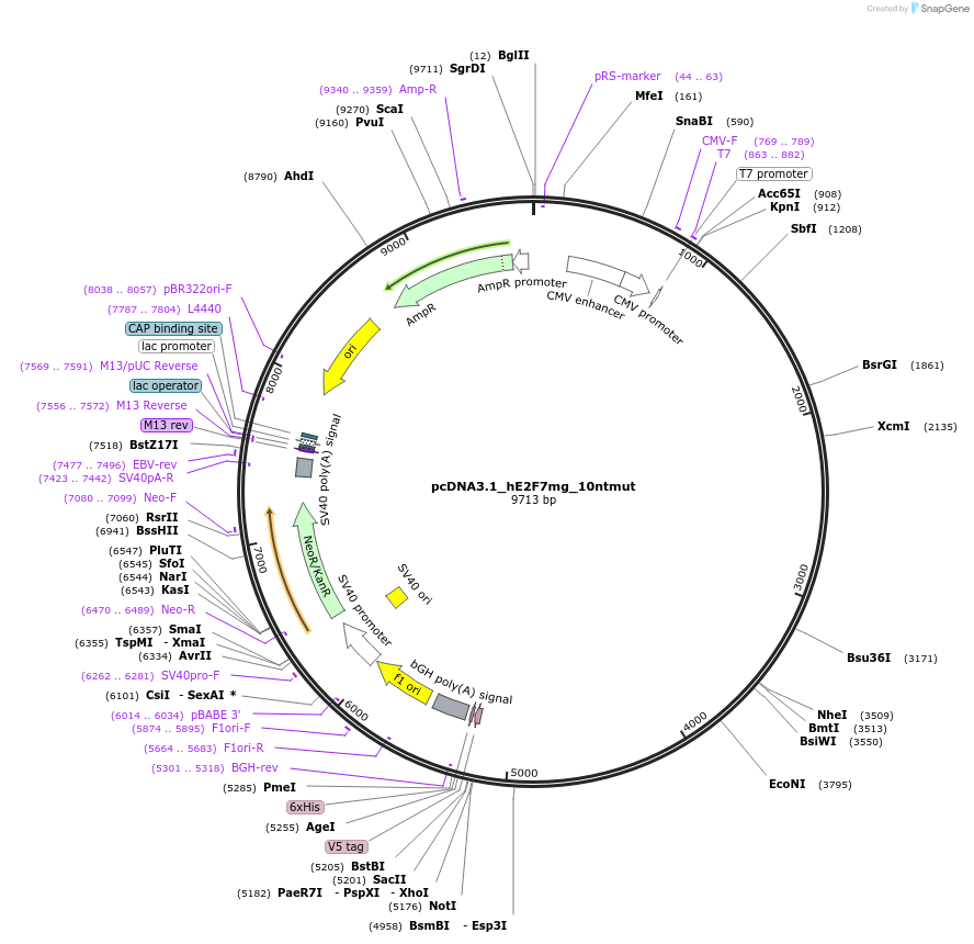73076-plasmid-map-sequence-id-134225