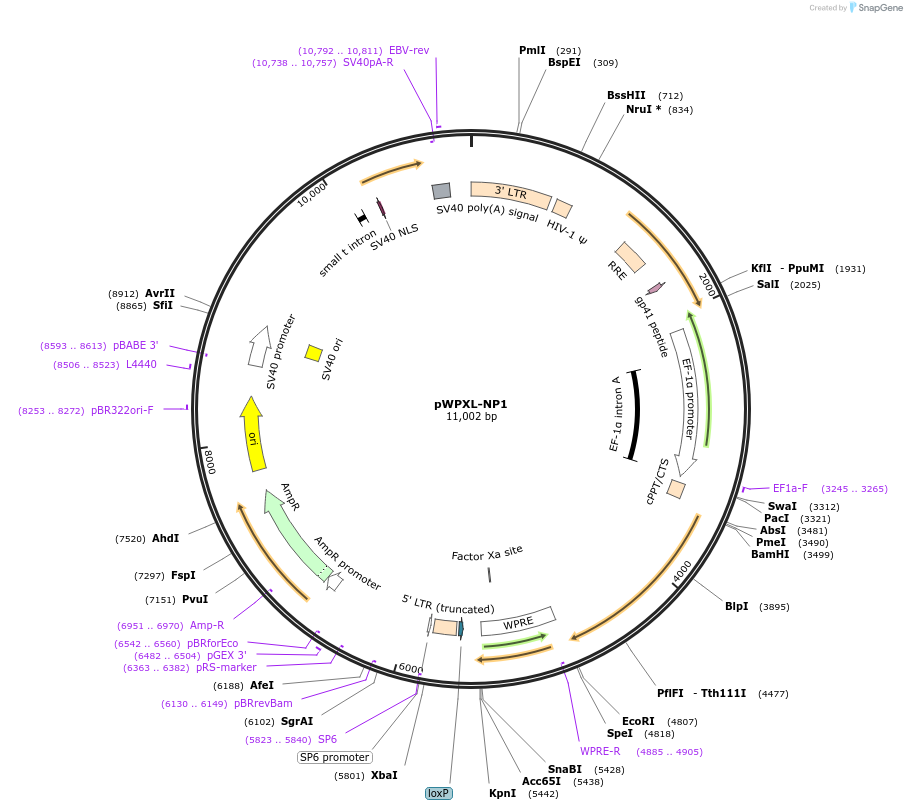 72654-plasmid-map-sequence-id-134305