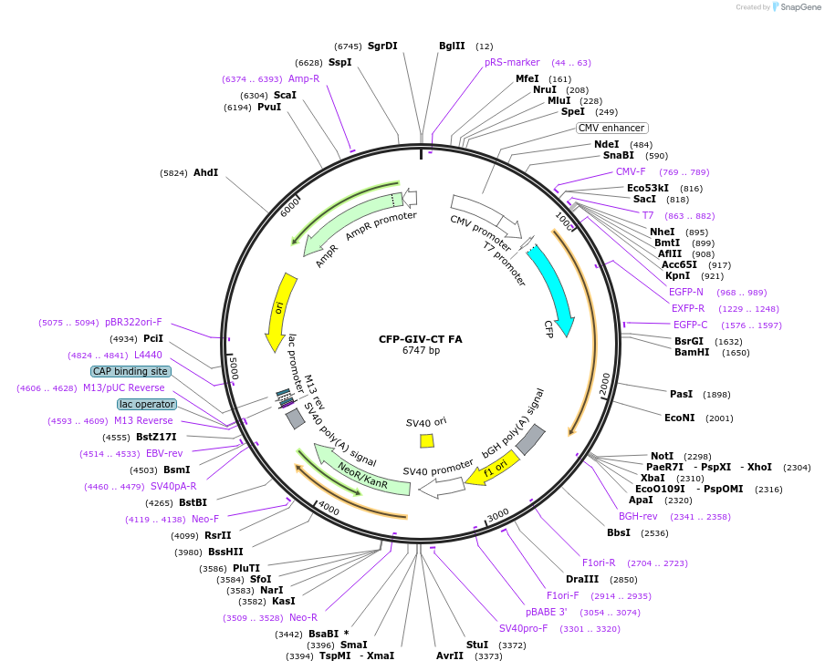 69533-plasmid-map-sequence-id-134376