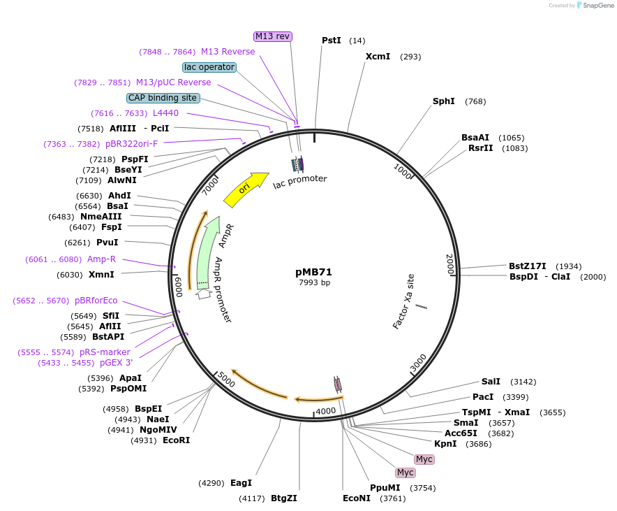73085-plasmid-map-sequence-id-134436