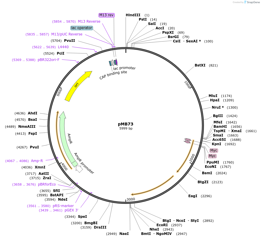 73086-plasmid-map-sequence-id-134437