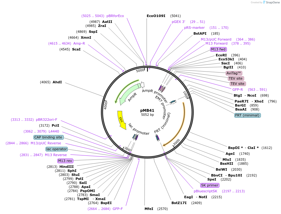 73087-plasmid-map-sequence-id-134438