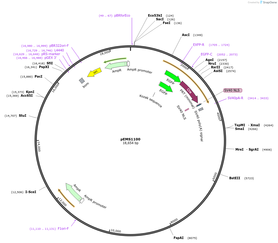 29031-plasmid-map-sequence-id-13446
