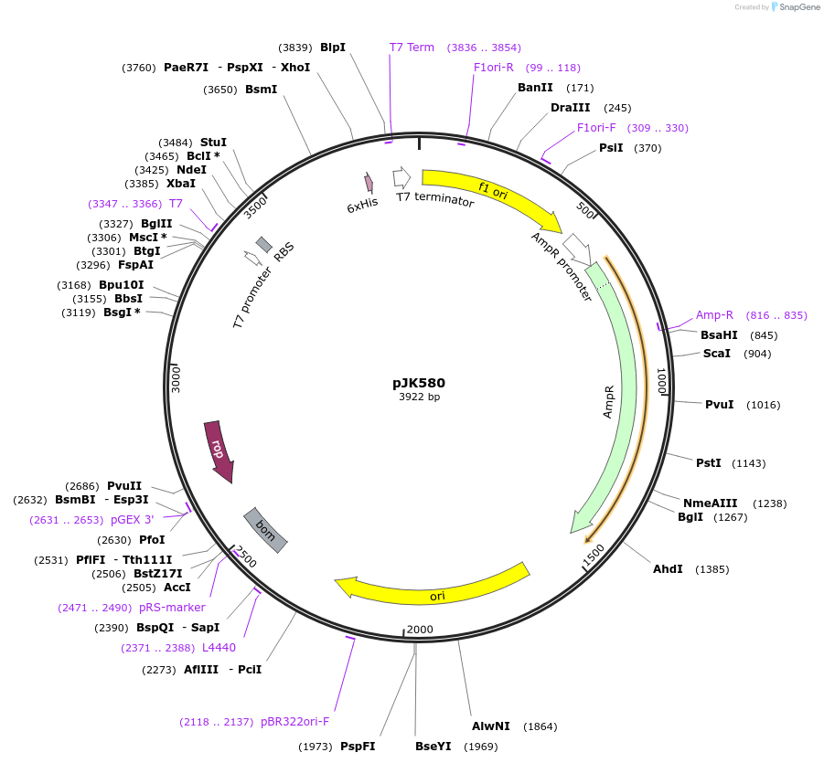 71694-plasmid-map-sequence-id-134489
