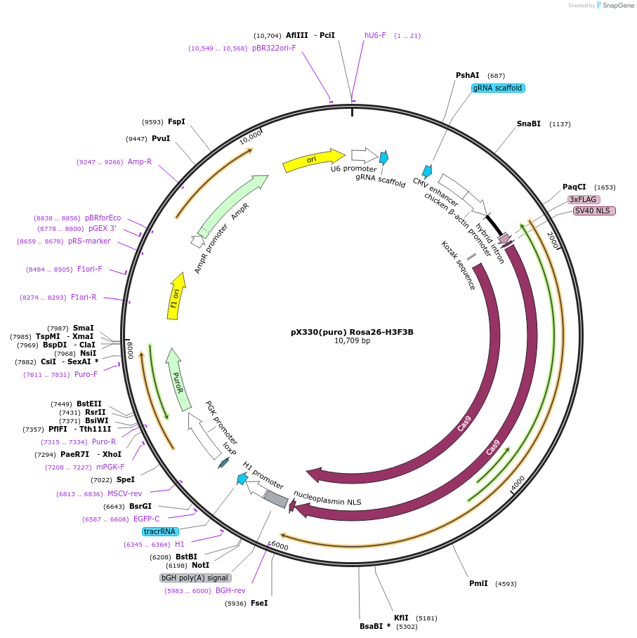 73131-plasmid-map-sequence-id-134494
