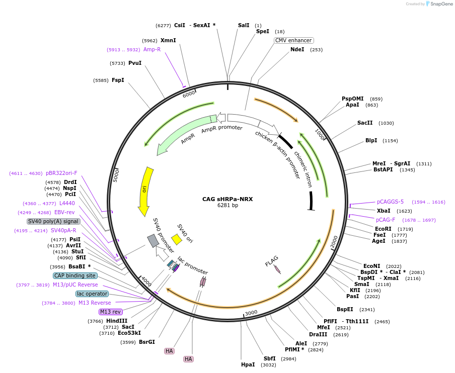 73143-plasmid-map-sequence-id-134511