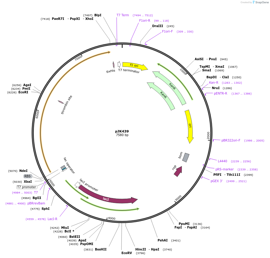 72478-plasmid-map-sequence-id-134617