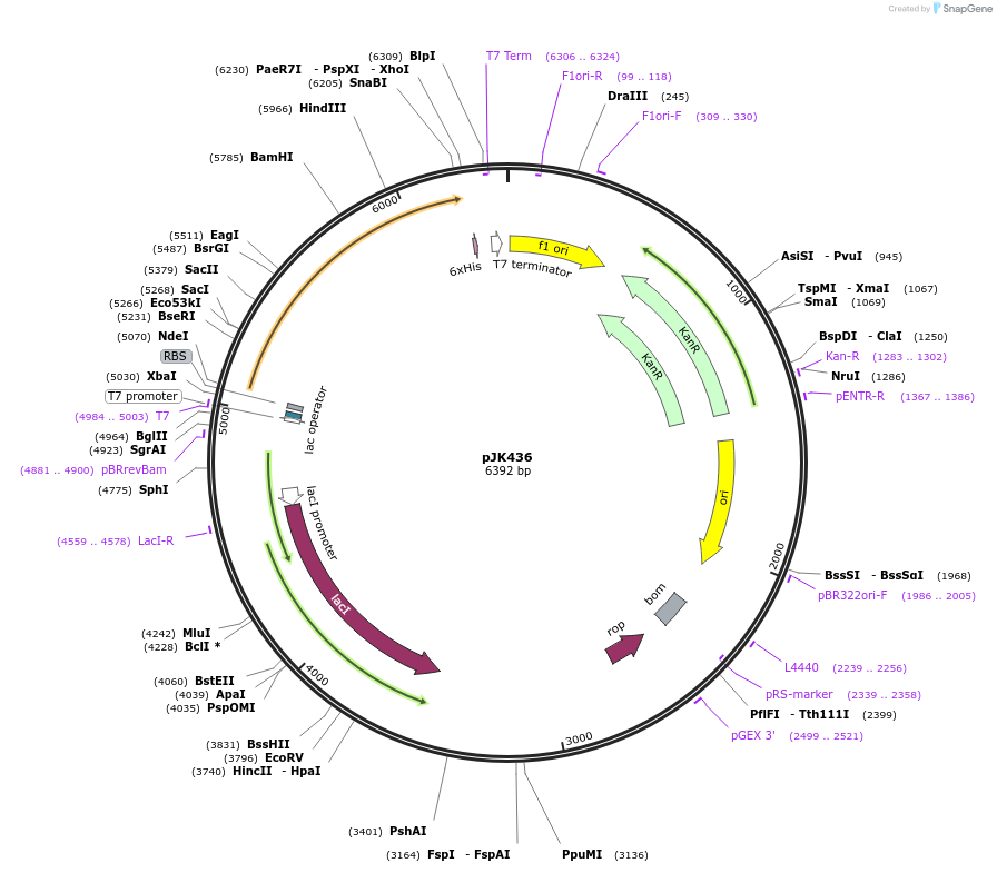 72477-plasmid-map-sequence-id-134619