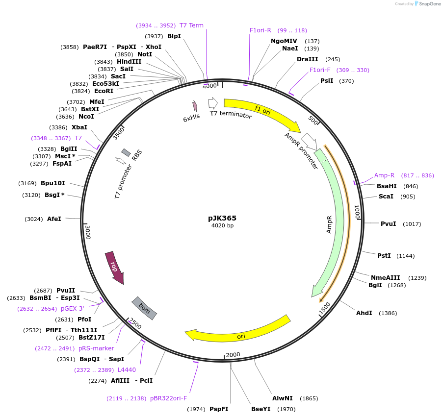 72404-plasmid-map-sequence-id-134631