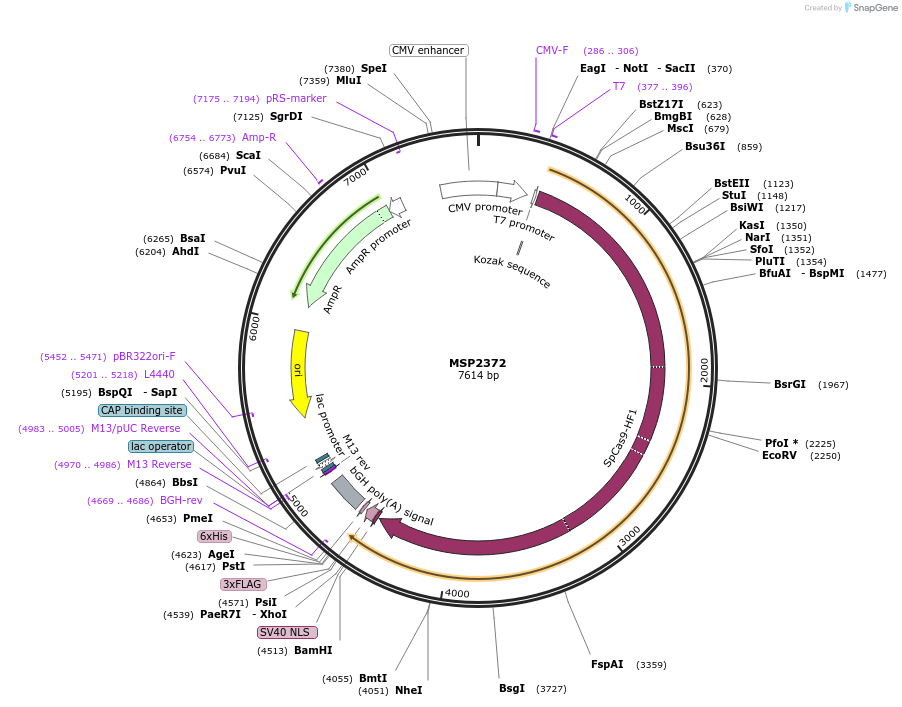 73196-plasmid-map-sequence-id-134659