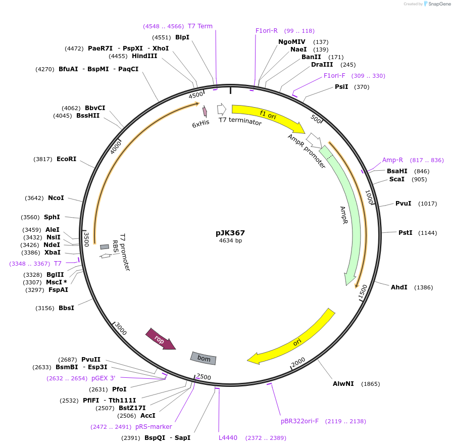 72406-plasmid-map-sequence-id-134674