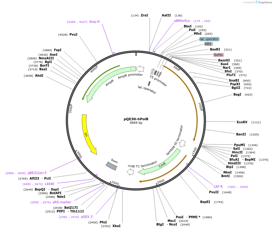 70761-plasmid-map-sequence-id-134677
