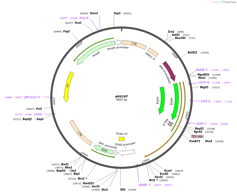 63077-plasmid-map-sequence-id-134680