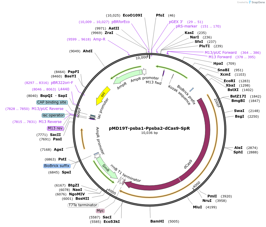 73220-plasmid-map-sequence-id-134711