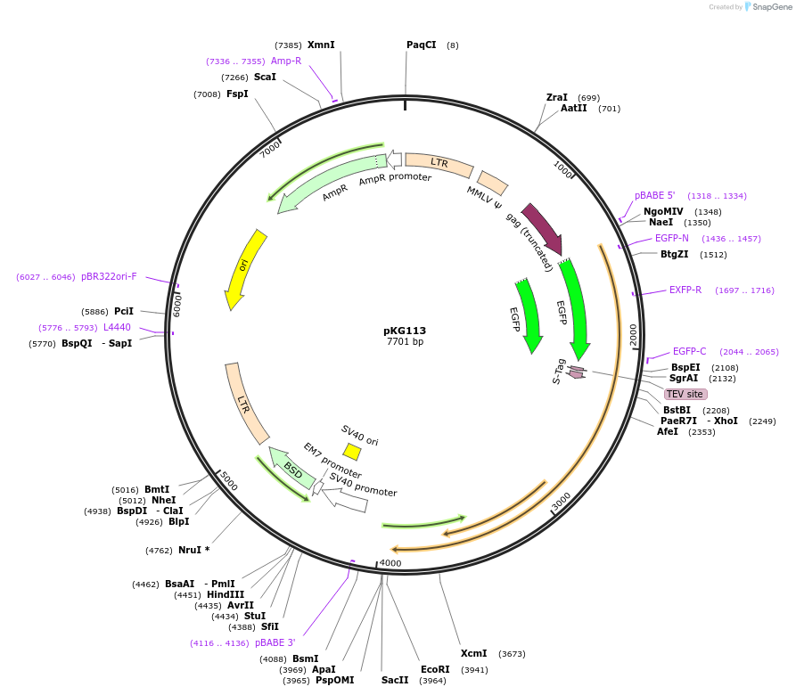 63073-plasmid-map-sequence-id-134725