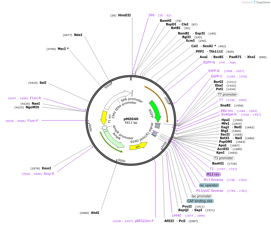 67758-plasmid-map-sequence-id-134737
