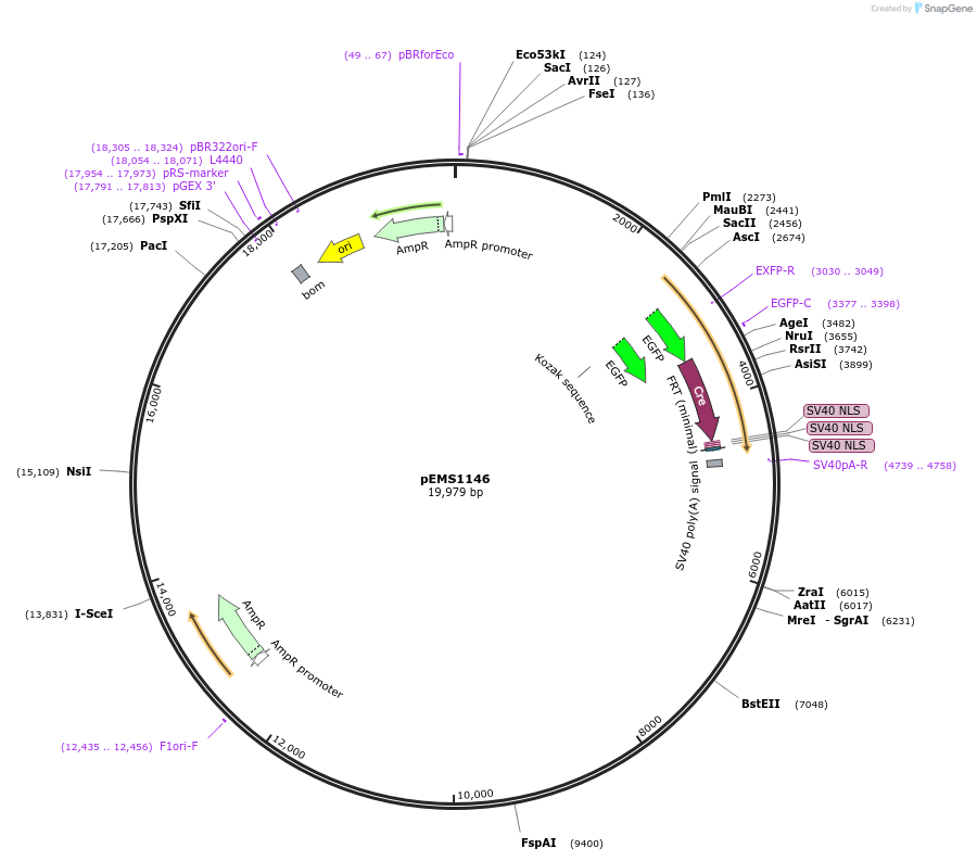 29062-plasmid-map-sequence-id-13477