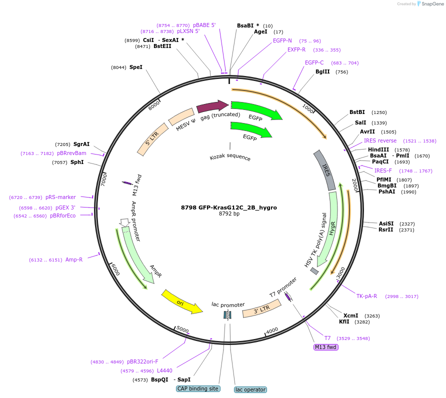 64376-plasmid-map-sequence-id-134791
