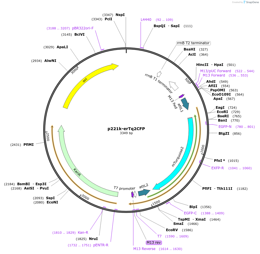 71264-plasmid-map-sequence-id-134843