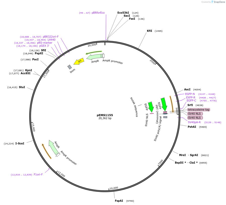 29070-plasmid-map-sequence-id-13485