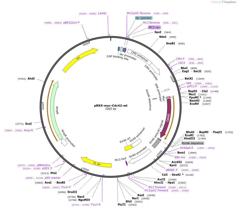 12972-plasmid-map-sequence-id-134937