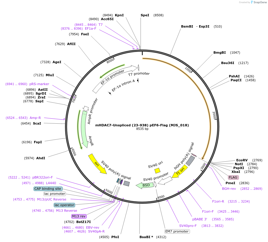 73269-plasmid-map-sequence-id-134945