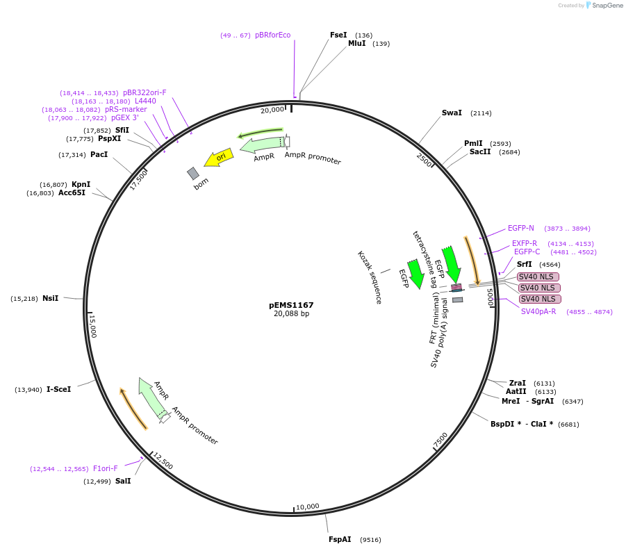 29082-plasmid-map-sequence-id-13497