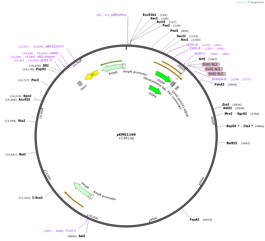 29084-plasmid-map-sequence-id-13499