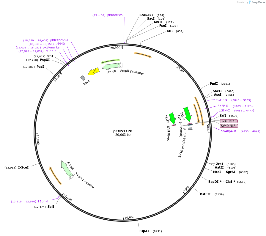 29085-plasmid-map-sequence-id-13500