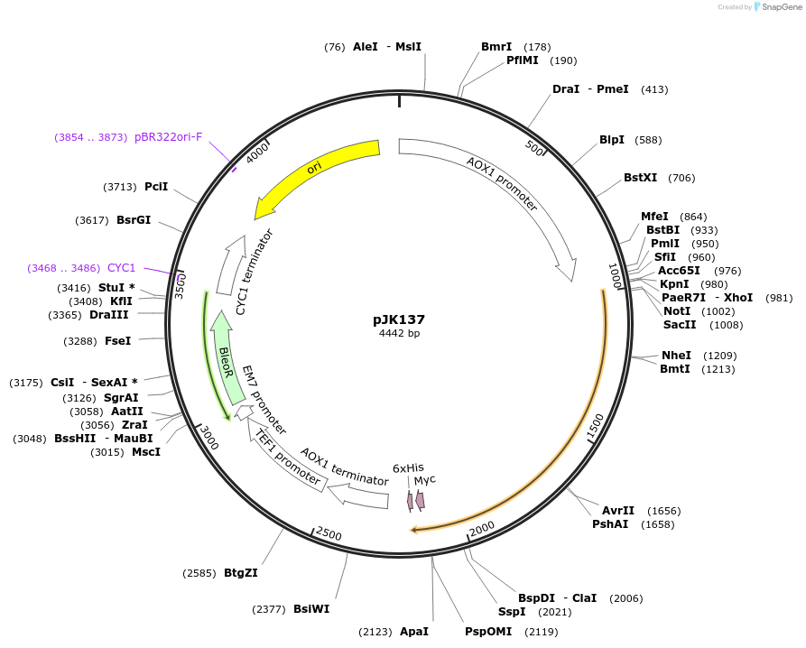 73313-plasmid-map-sequence-id-135010
