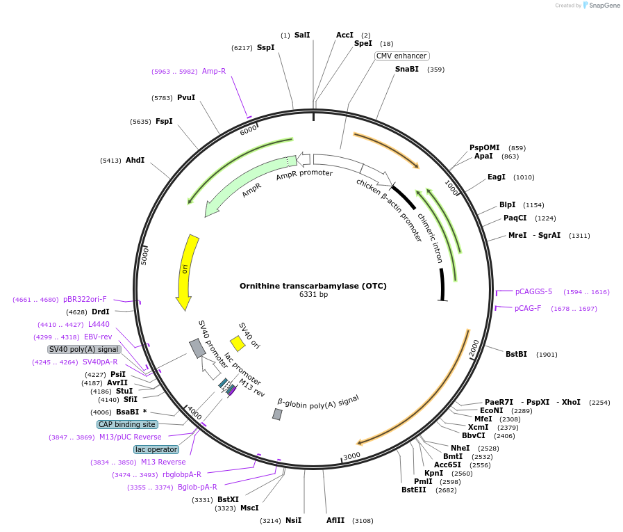 71877-plasmid-map-sequence-id-135021