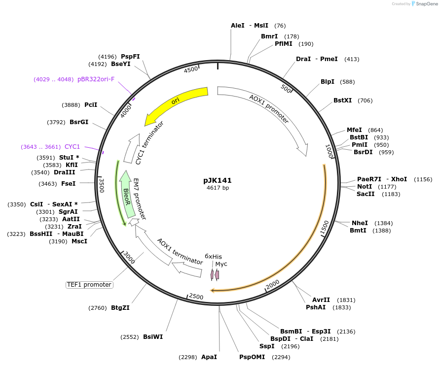 73316-plasmid-map-sequence-id-135024