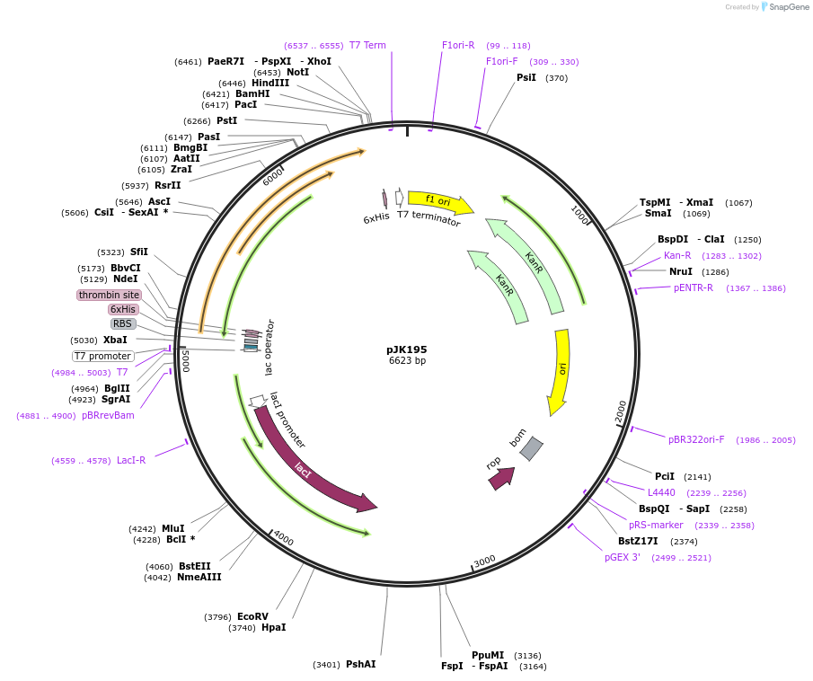 73321-plasmid-map-sequence-id-135029