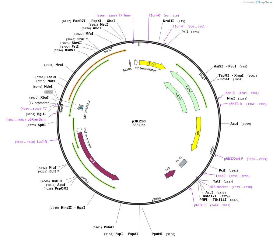 73325-plasmid-map-sequence-id-135033
