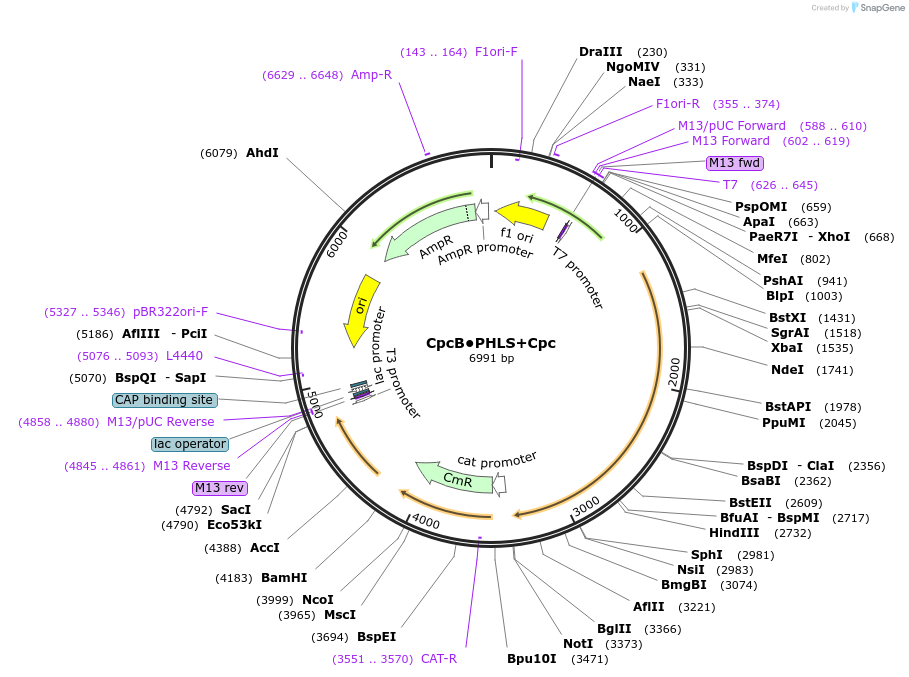73335-plasmid-map-sequence-id-135046